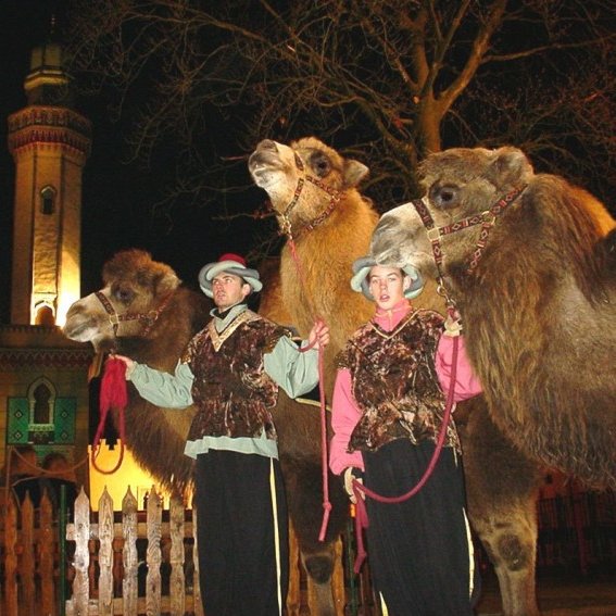 Kameel huren te boeken bij www.kwekel-evenementen.nl